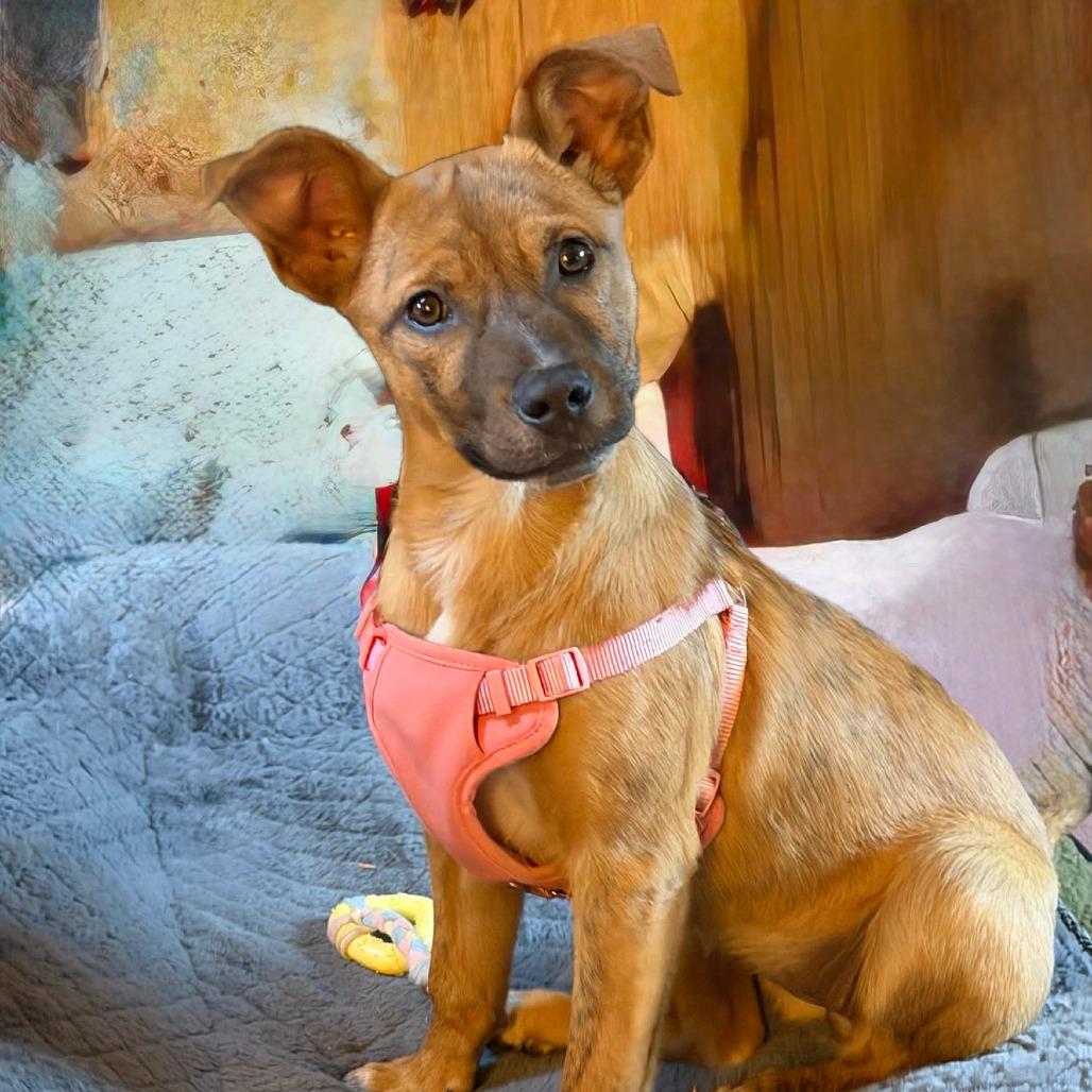 Enlarge CT Tulip avail Apr 25 (Ellington Earth Day- Ellington, CT), a Adoptable mixed breed in Stormville, NY image 1/6