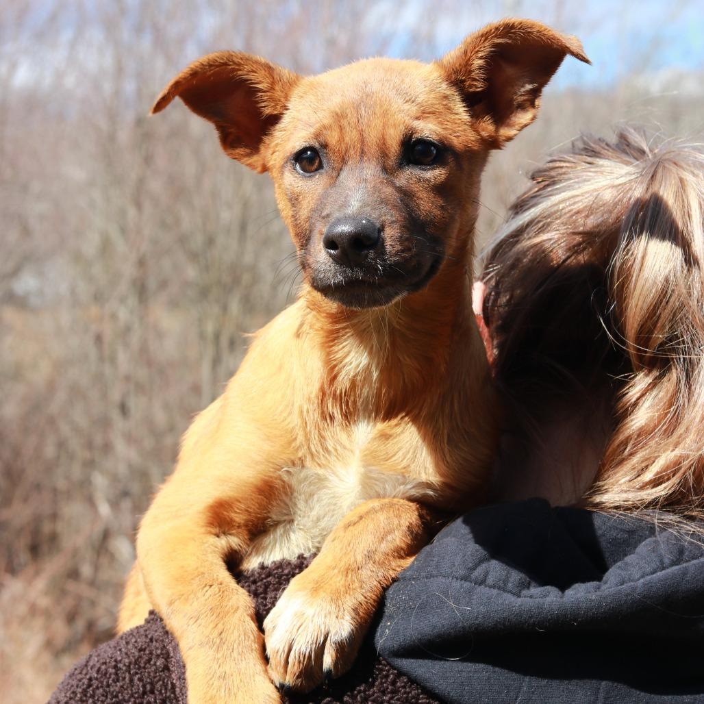 CT Tulip, Adoptable, Puppy Female Mixed Breed & Mixed Breed.