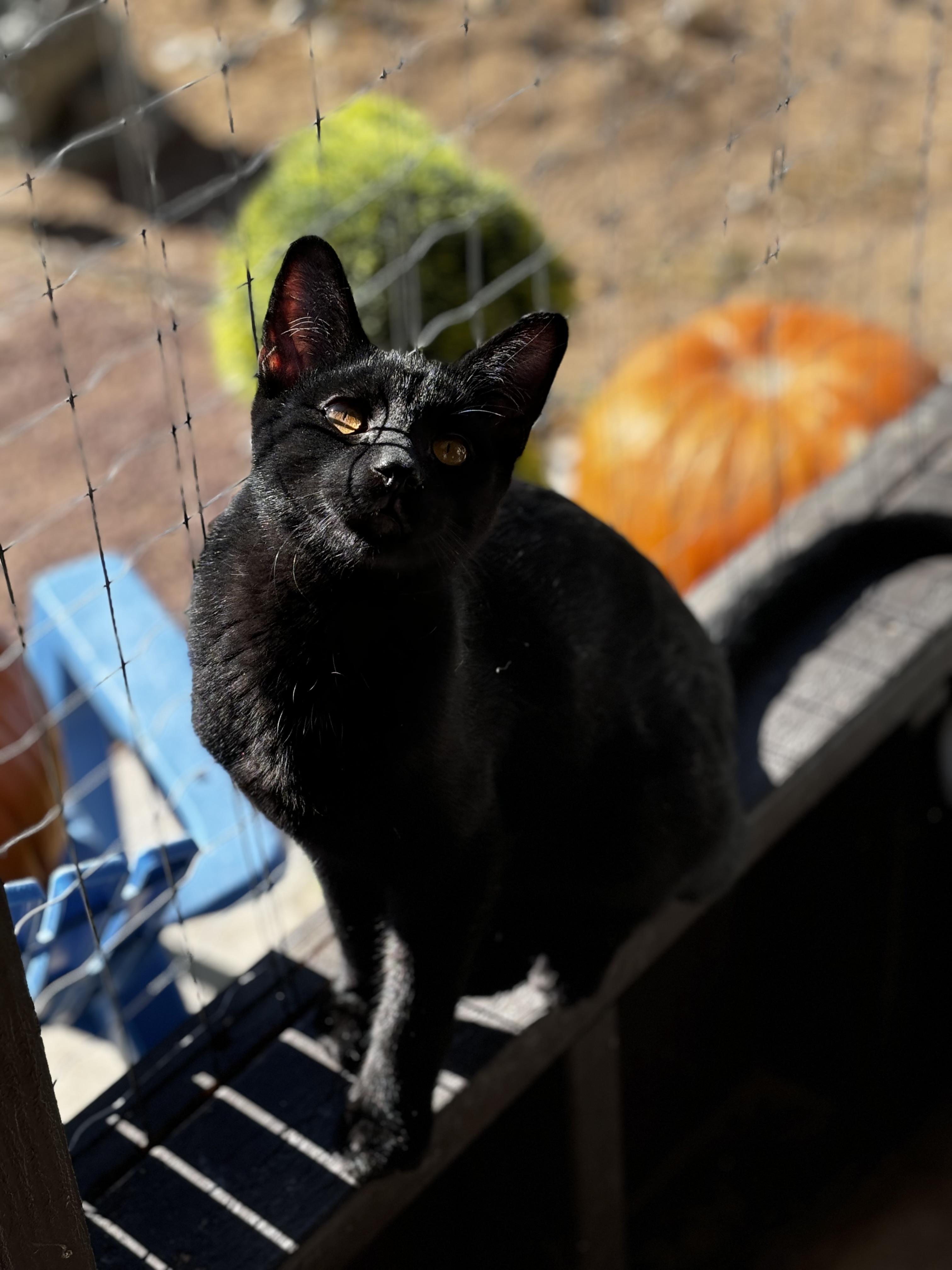 Sable, Adoptable, Young Male Domestic Short Hair.