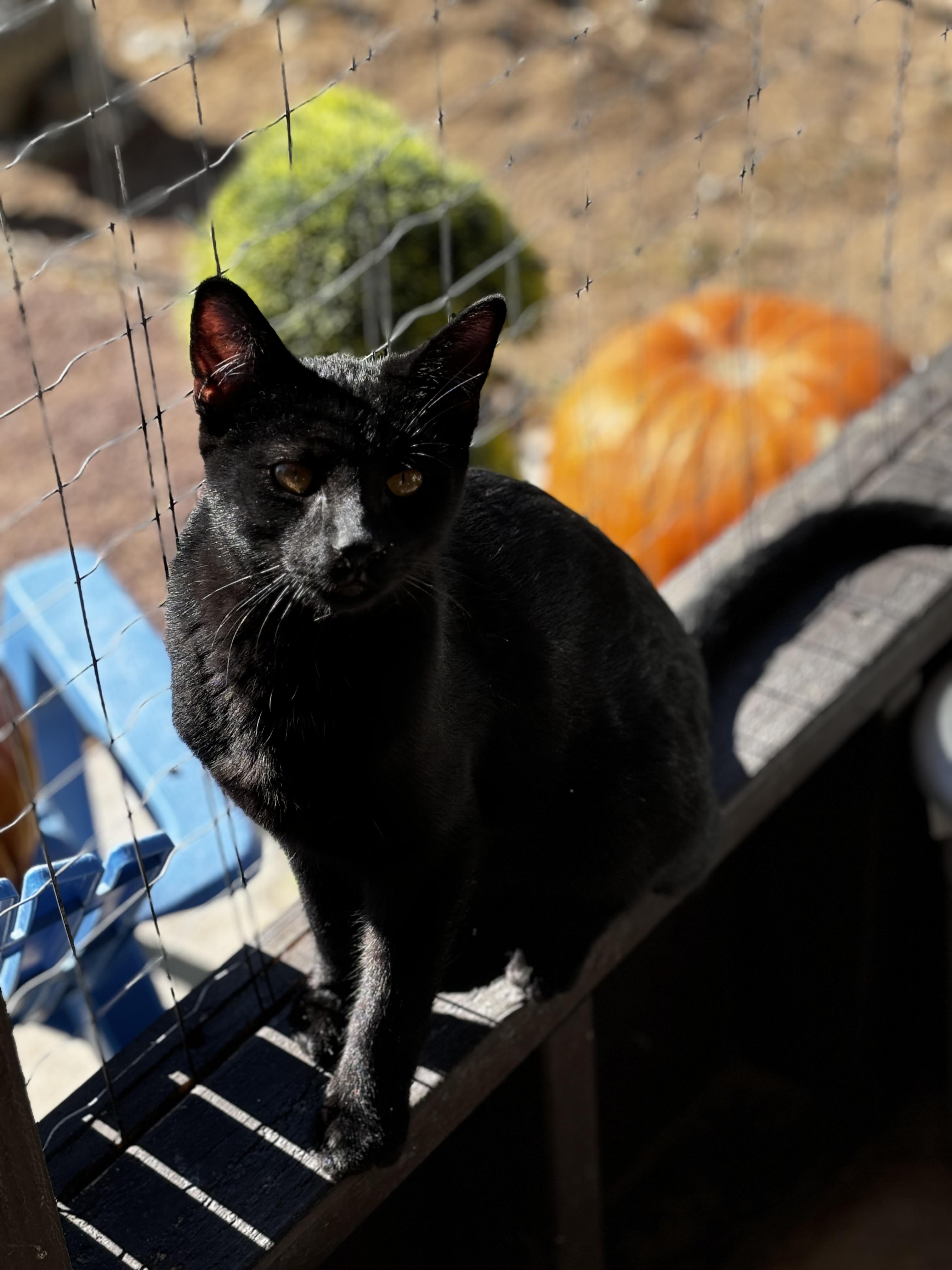 Sable, a Adoptable Domestic Short Hair in Helendale, CA image 2/2