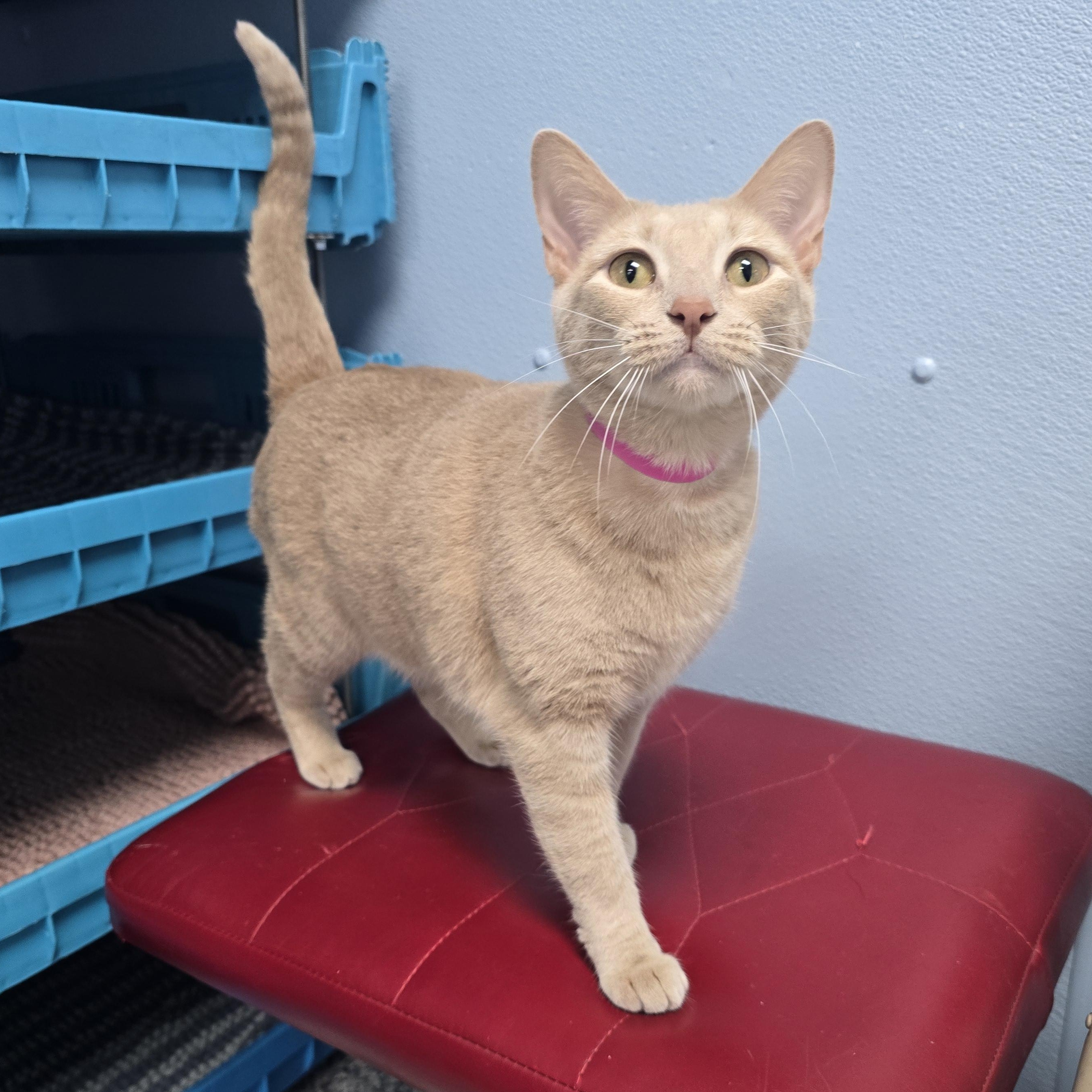 Enlarge Paige, a Adoptable Domestic Short Hair in Farmington, MO image 2/2