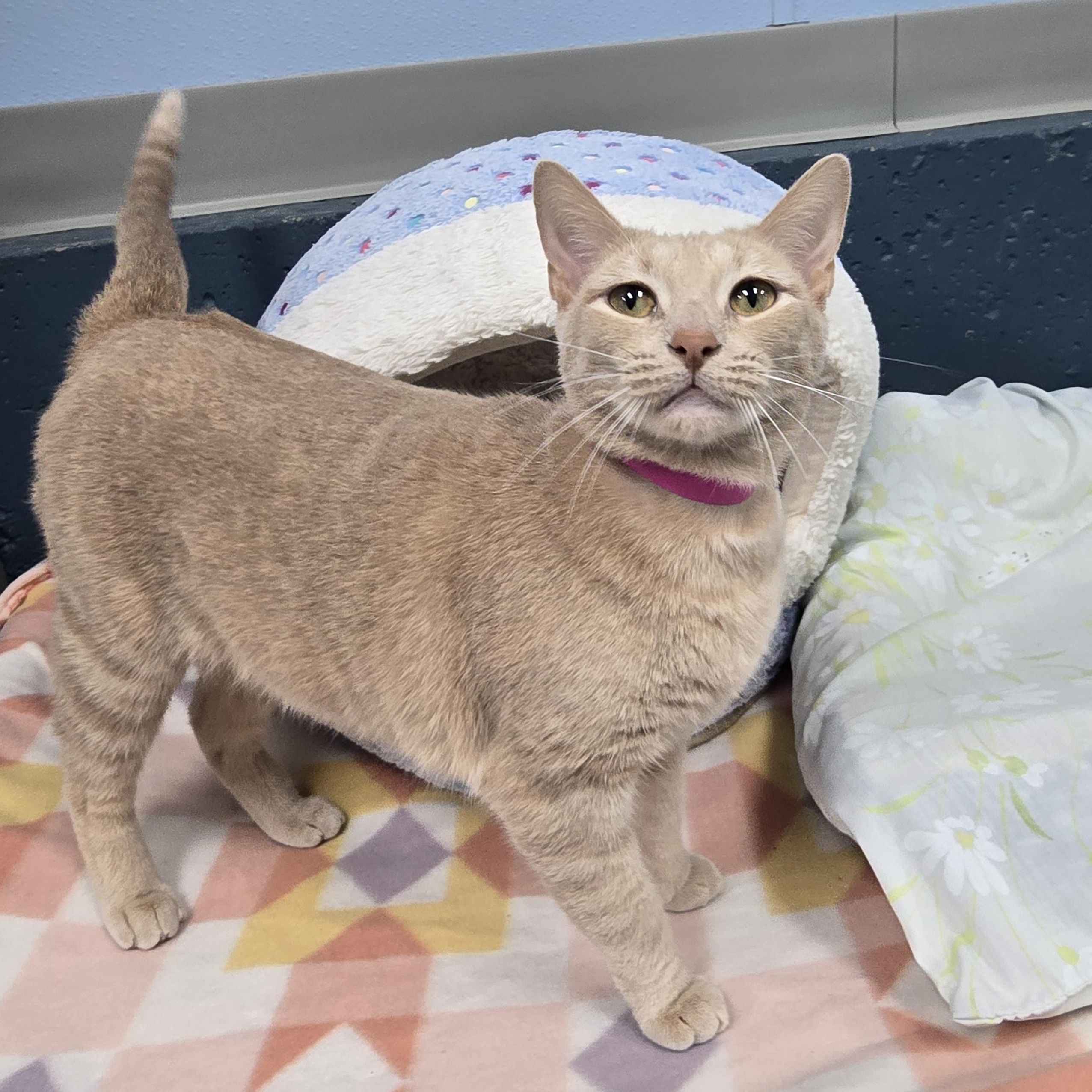 Paige, Adoptable, Adult Female Domestic Short Hair.
