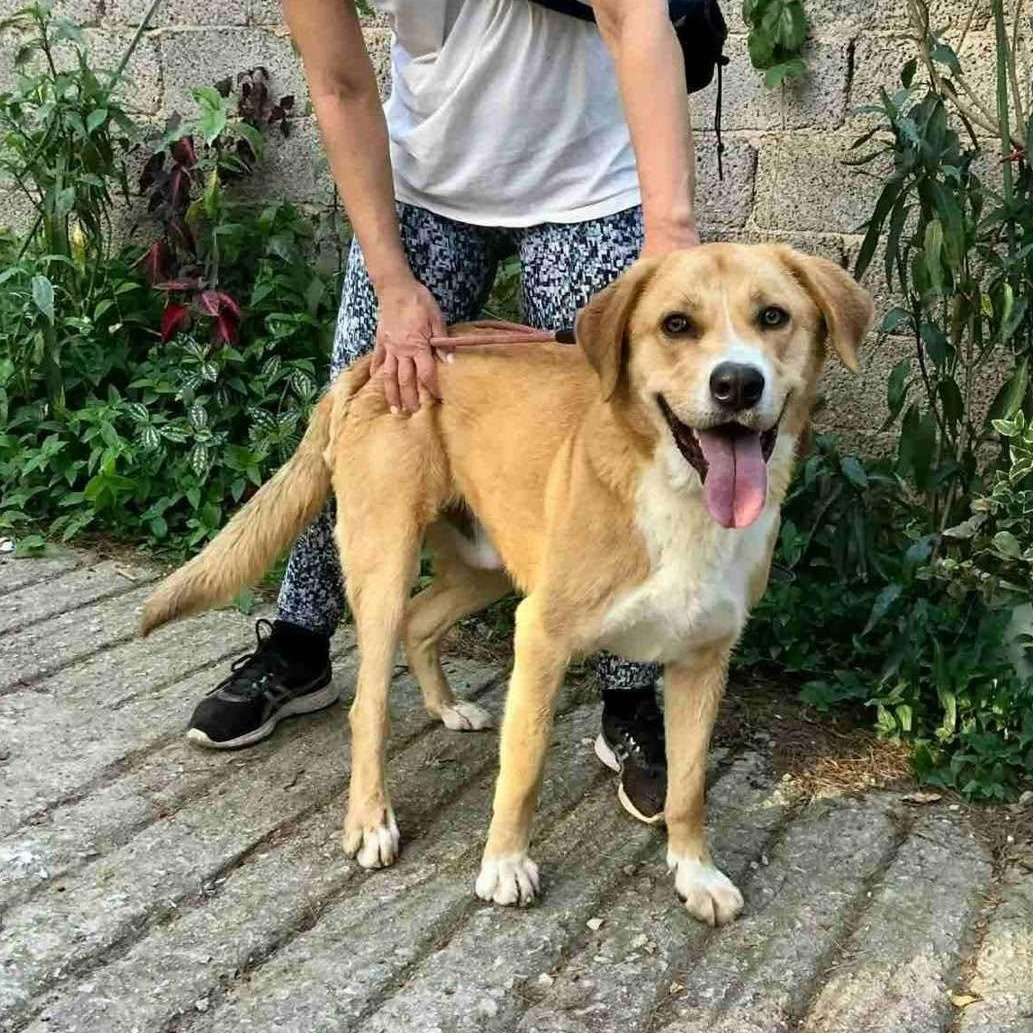 Enlarge Spike, a ADOPTABLE mixed breed in Scarborough, ON image 2/2