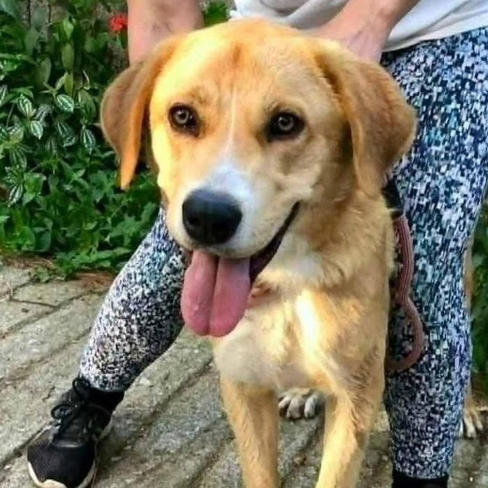 Enlarge Spike, a ADOPTABLE mixed breed in Scarborough, ON image 1/2
