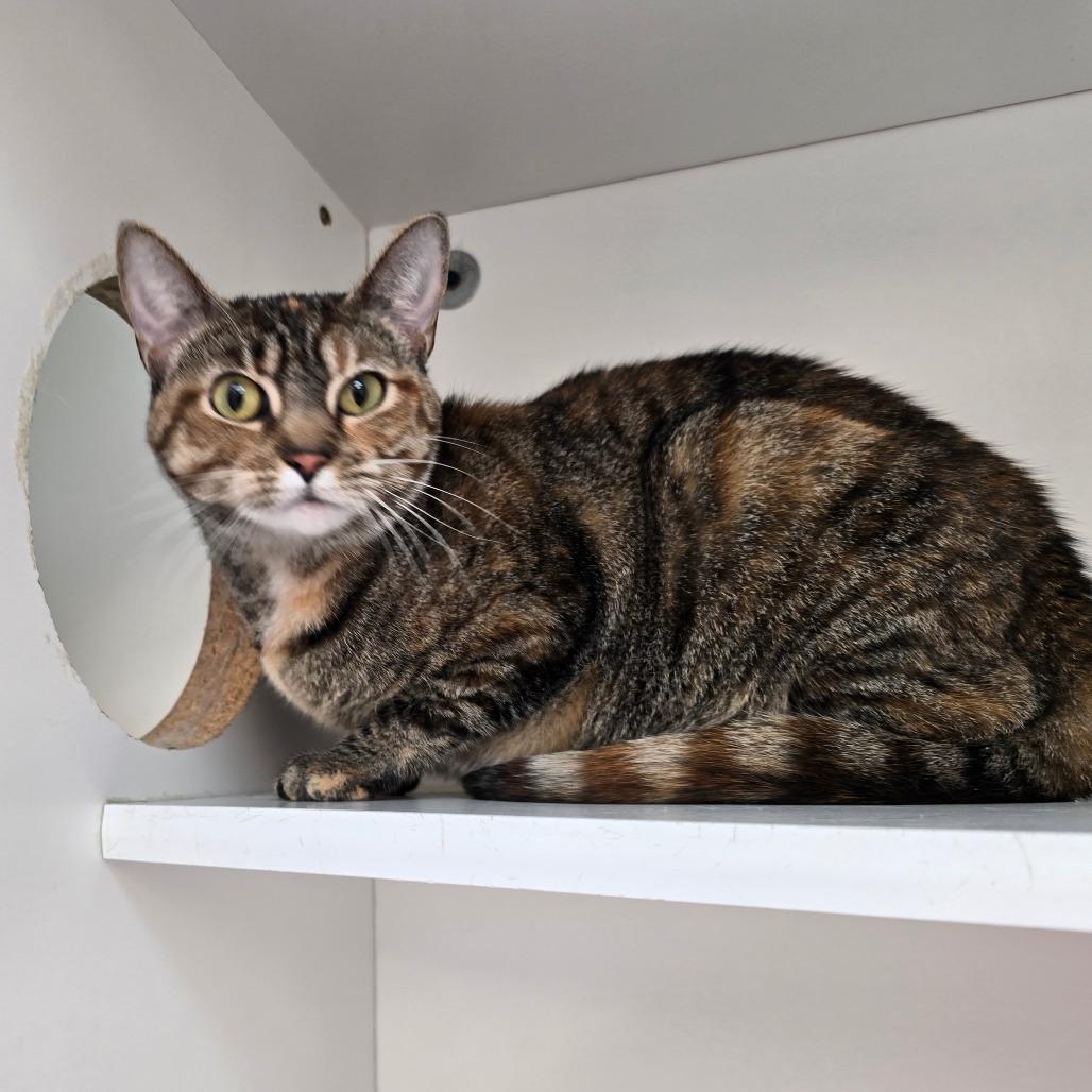 Enlarge Sapphire, a Adoptable mixed breed in Jasper, IN image 1/1