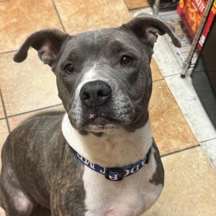 FWT Ruby, Adoptable, Adult Female Mixed Breed.