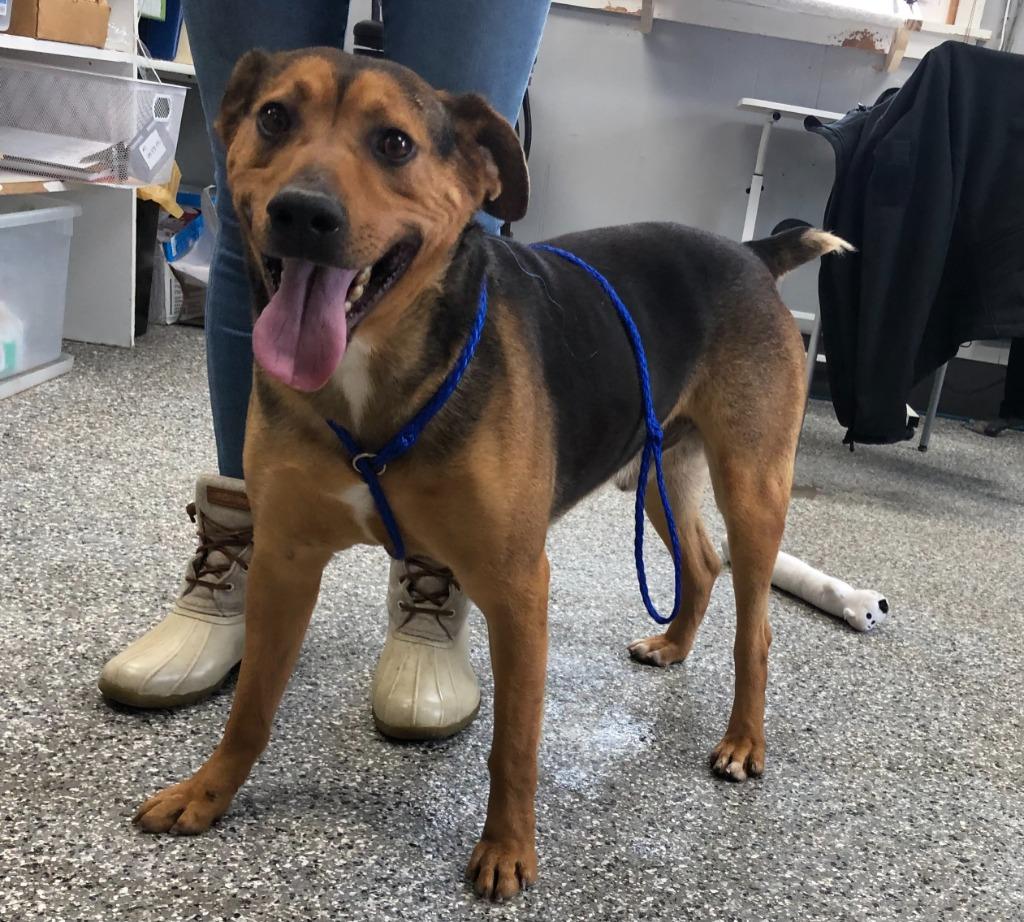 Rocko, adopted, Adult Male Mountain Cur.