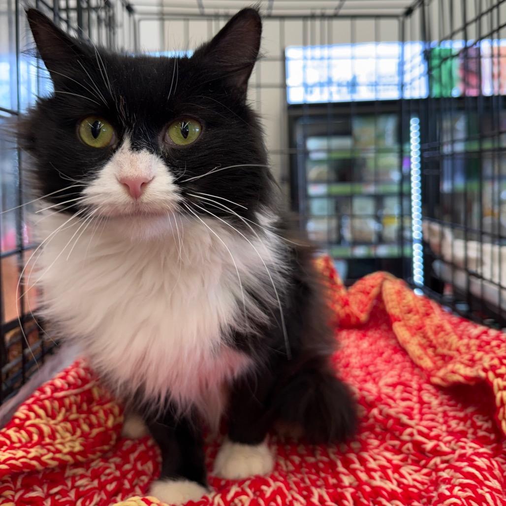 Cookie, Adoptable, Adult Female Domestic Medium Hair.
