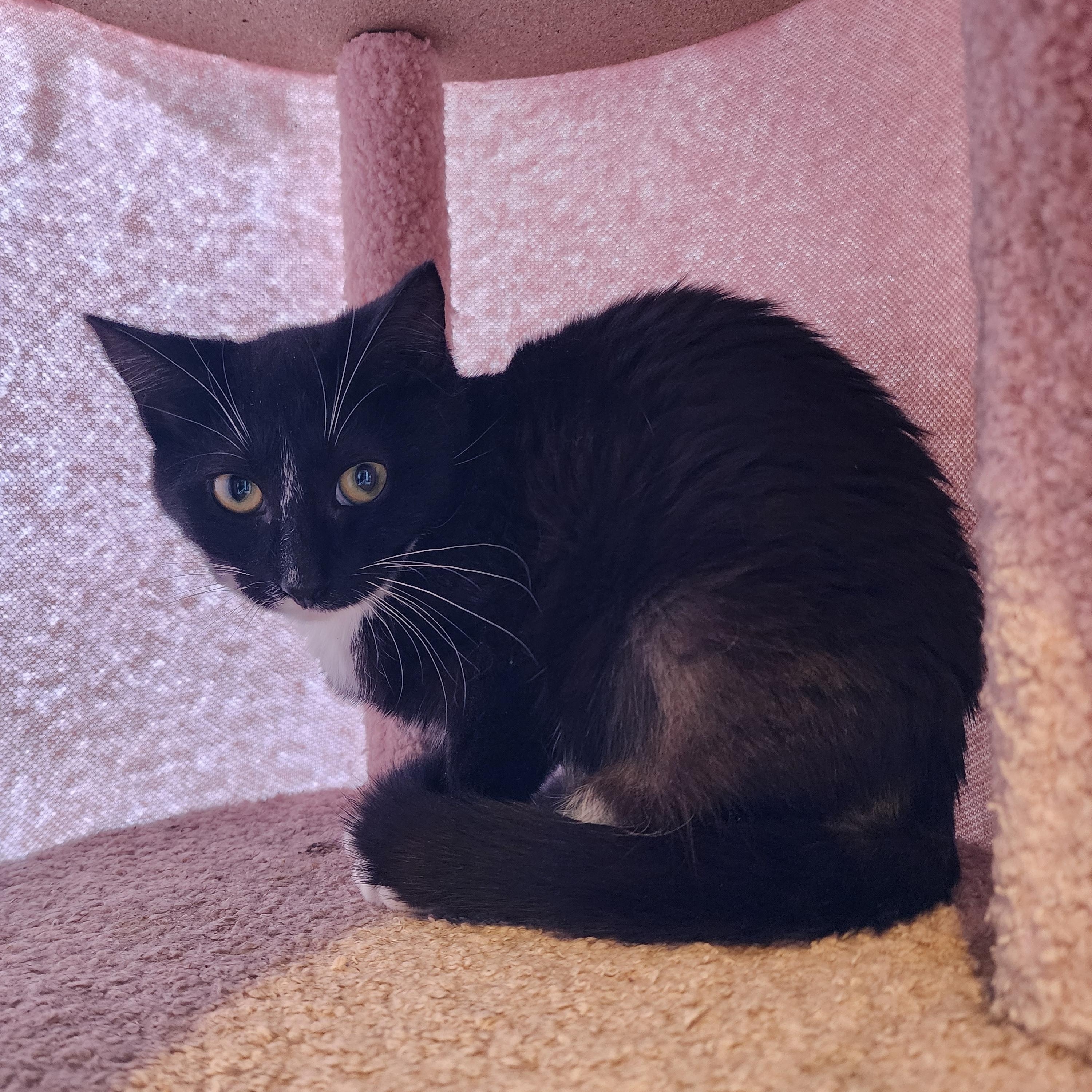 Baby Boo, adoptable, Kitten Female Domestic Short Hair.