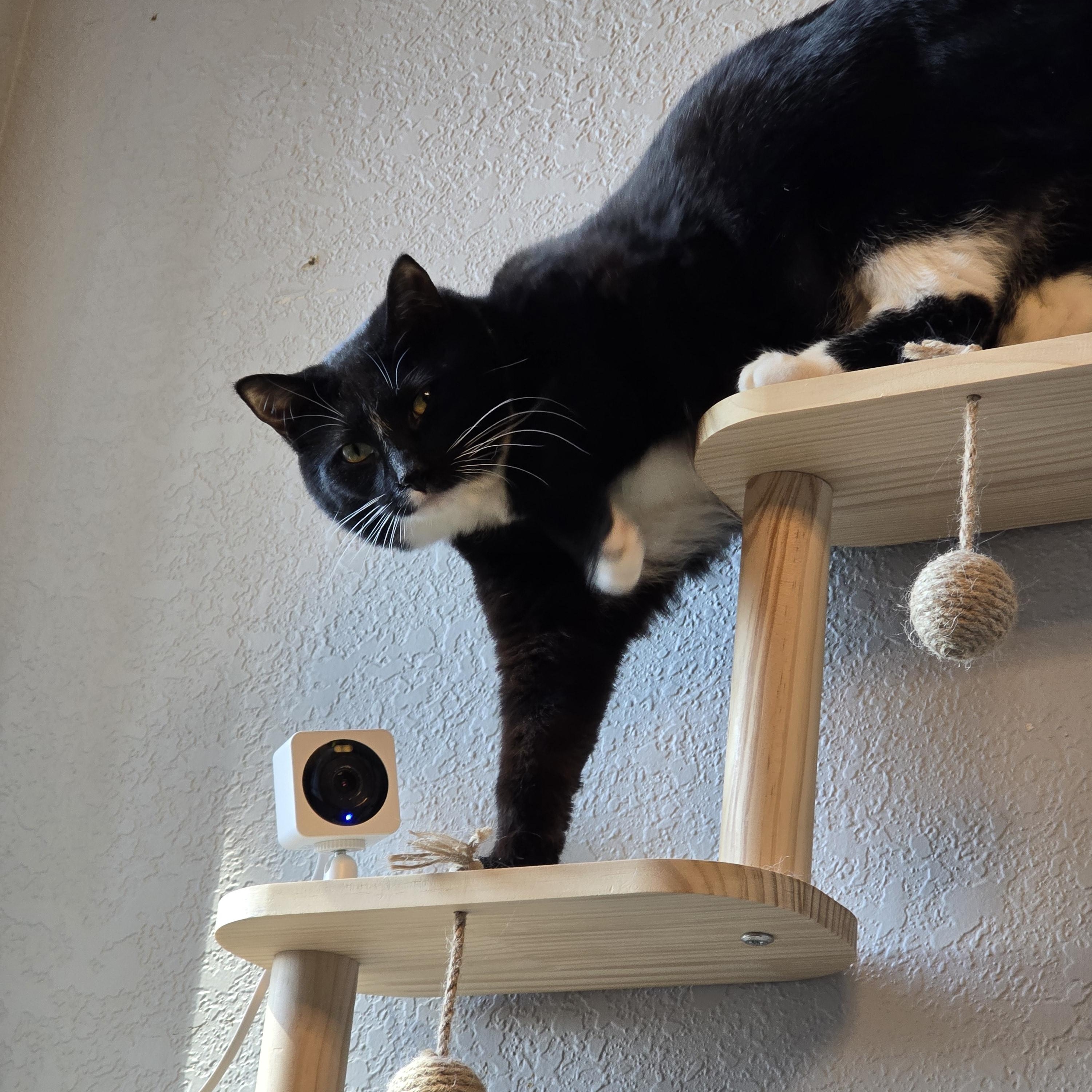 Boo, adoptable, Kitten Female Domestic Short Hair.