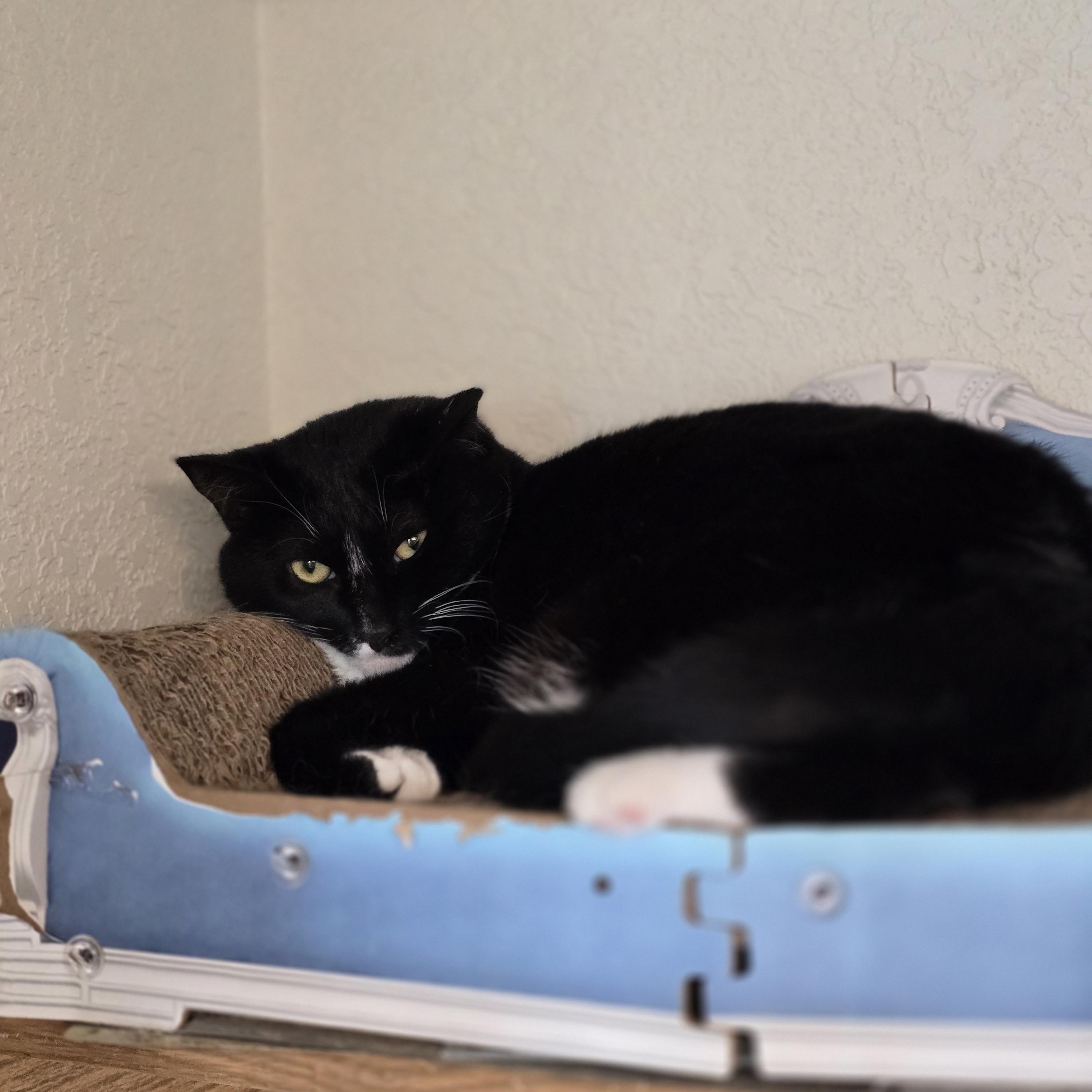 Boo, an adoptable Domestic Short Hair in Lacey, WA image 3/3