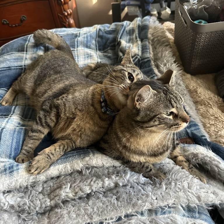 Finn, a Adoptable Domestic Short Hair in Fort Worth, TX image 3/5