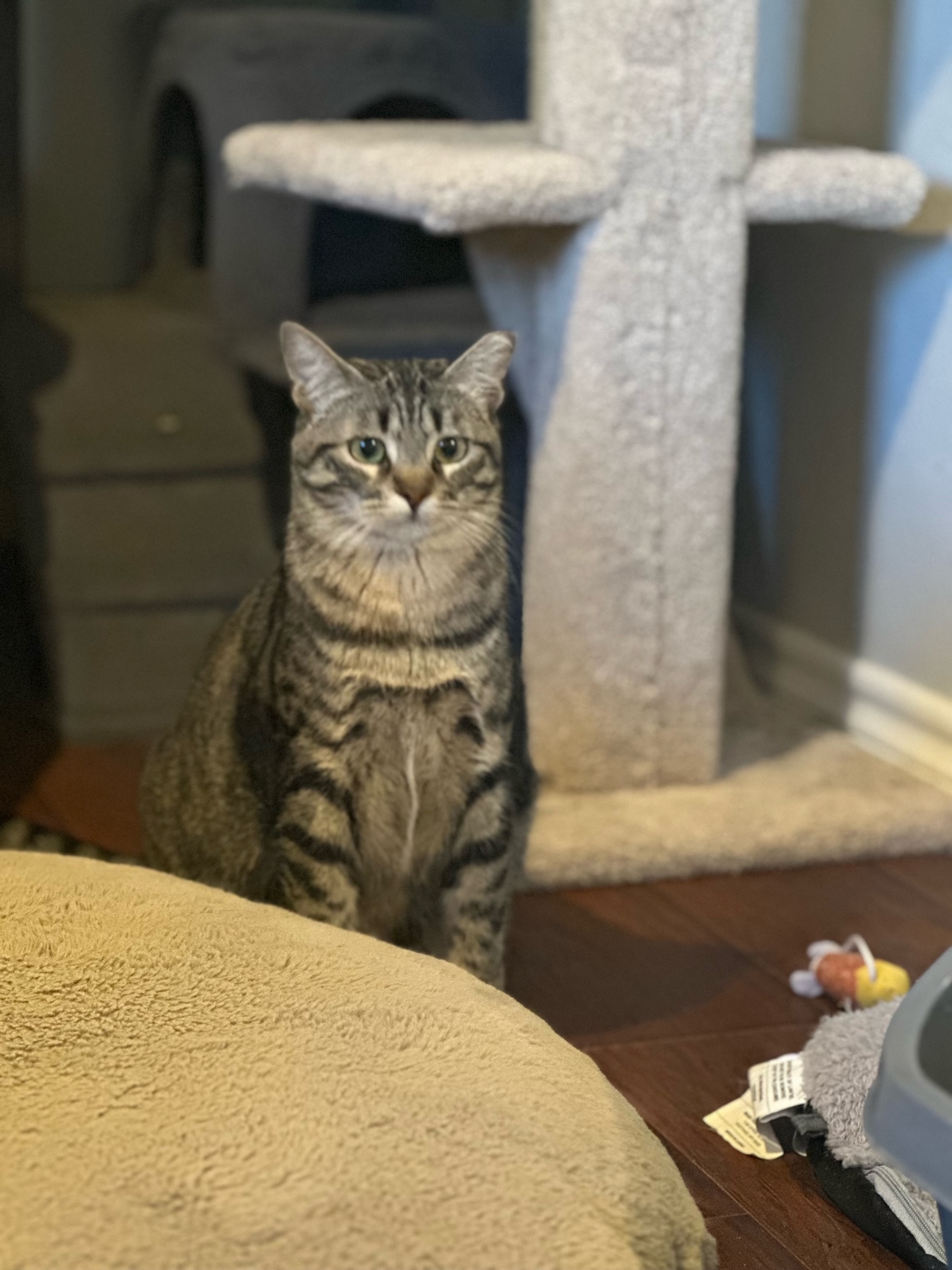 Finn, Adoptable, Young Male Domestic Short Hair.