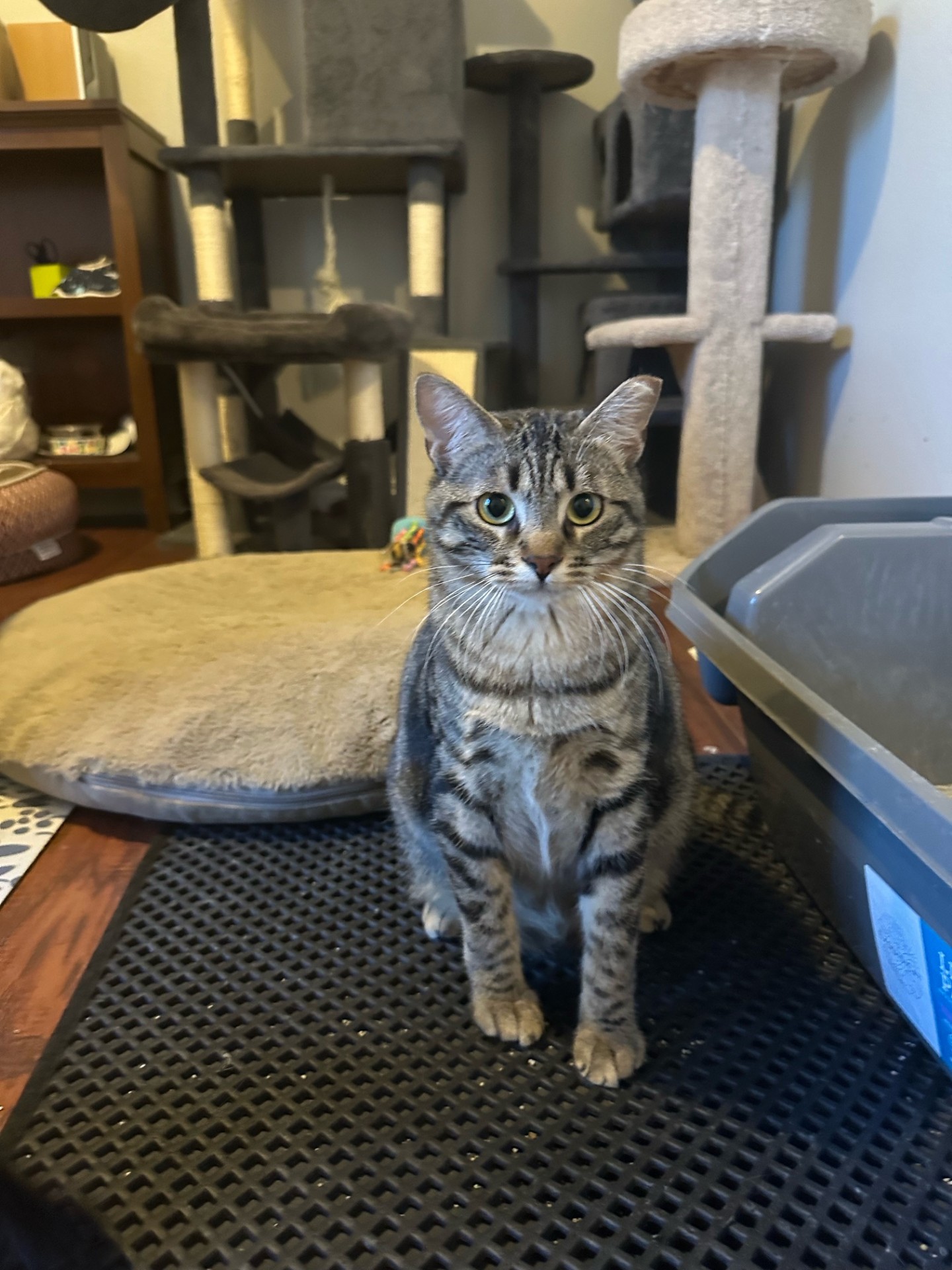 Finn, a Adoptable Domestic Short Hair in Fort Worth, TX image 2/5