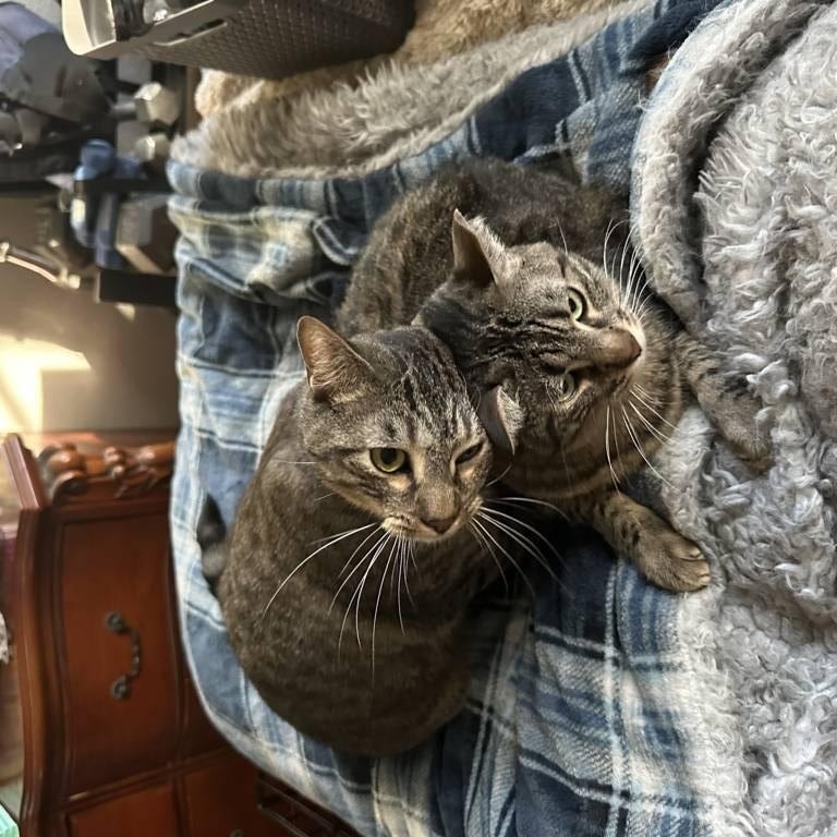 Finn, a Adoptable Domestic Short Hair in Fort Worth, TX image 5/5