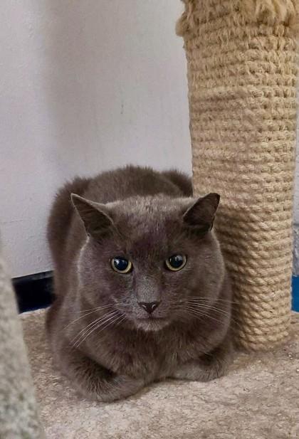 Shade, a Adoptable Domestic Short Hair in Toronto, ON image 3/5