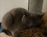 Shade, a Adoptable Domestic Short Hair in Toronto, ON image 4/5