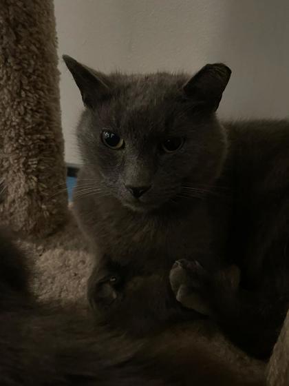 Shade, a Adoptable Domestic Short Hair in Toronto, ON image 5/5