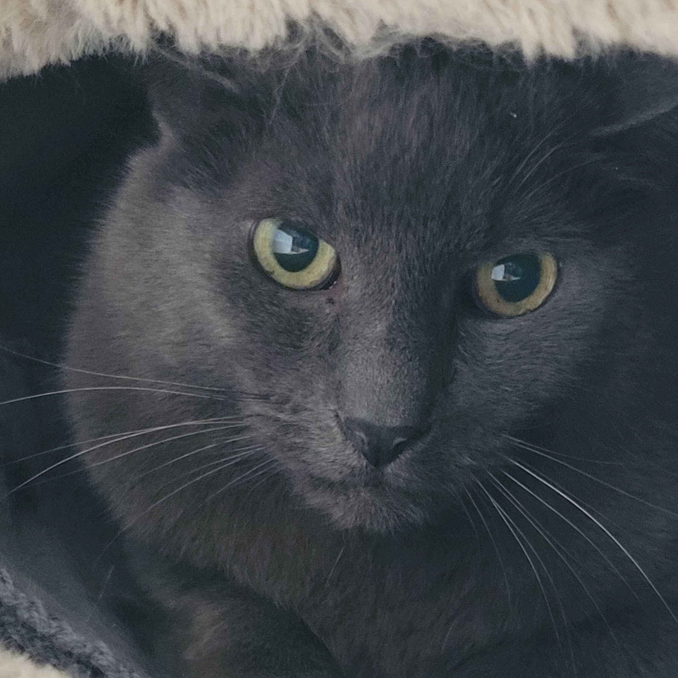 Shade, Adoptable, Senior Male Domestic Short Hair.