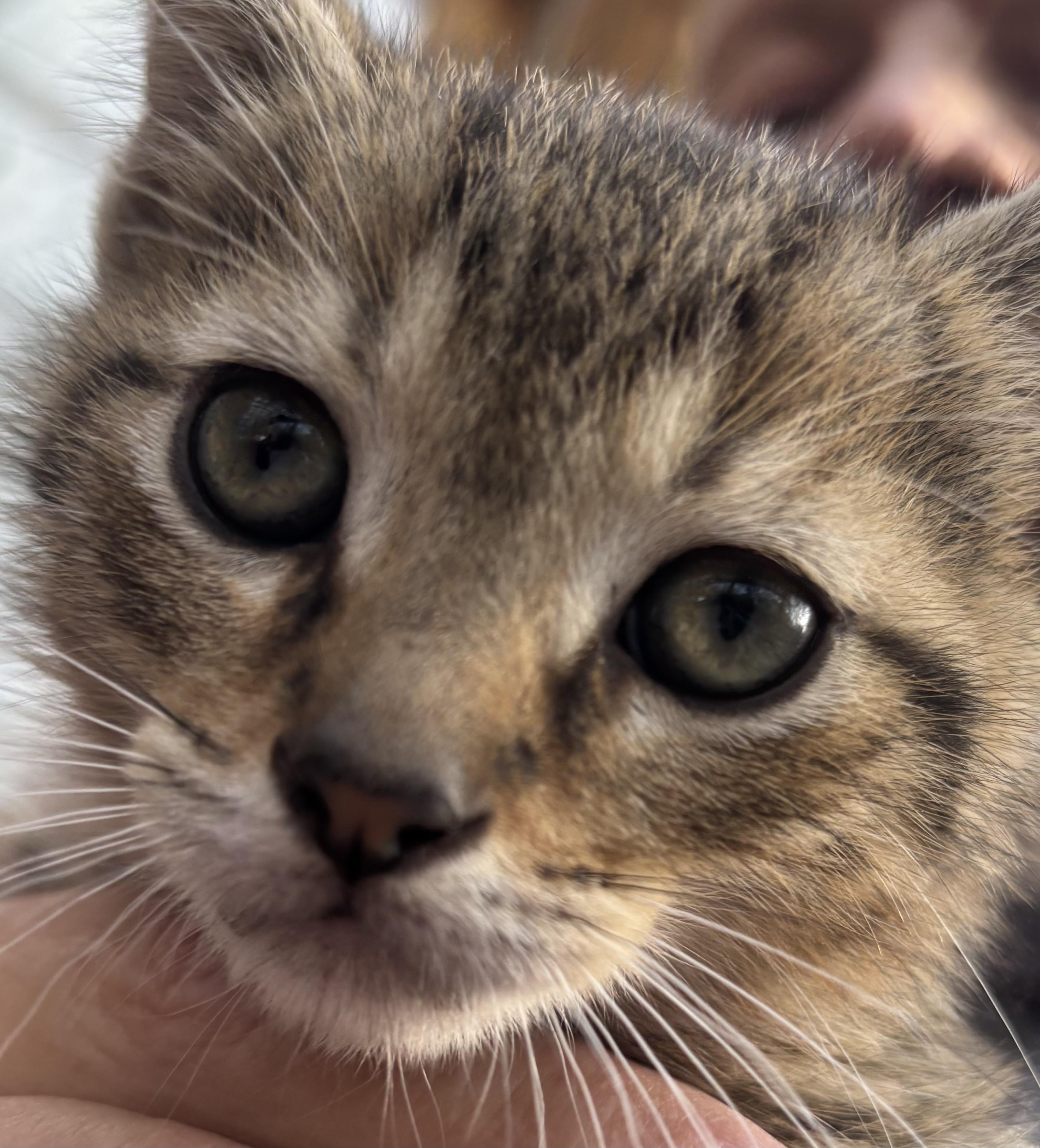 Digby, a Adopted Domestic Short Hair in Valparaiso, IN image 2/2