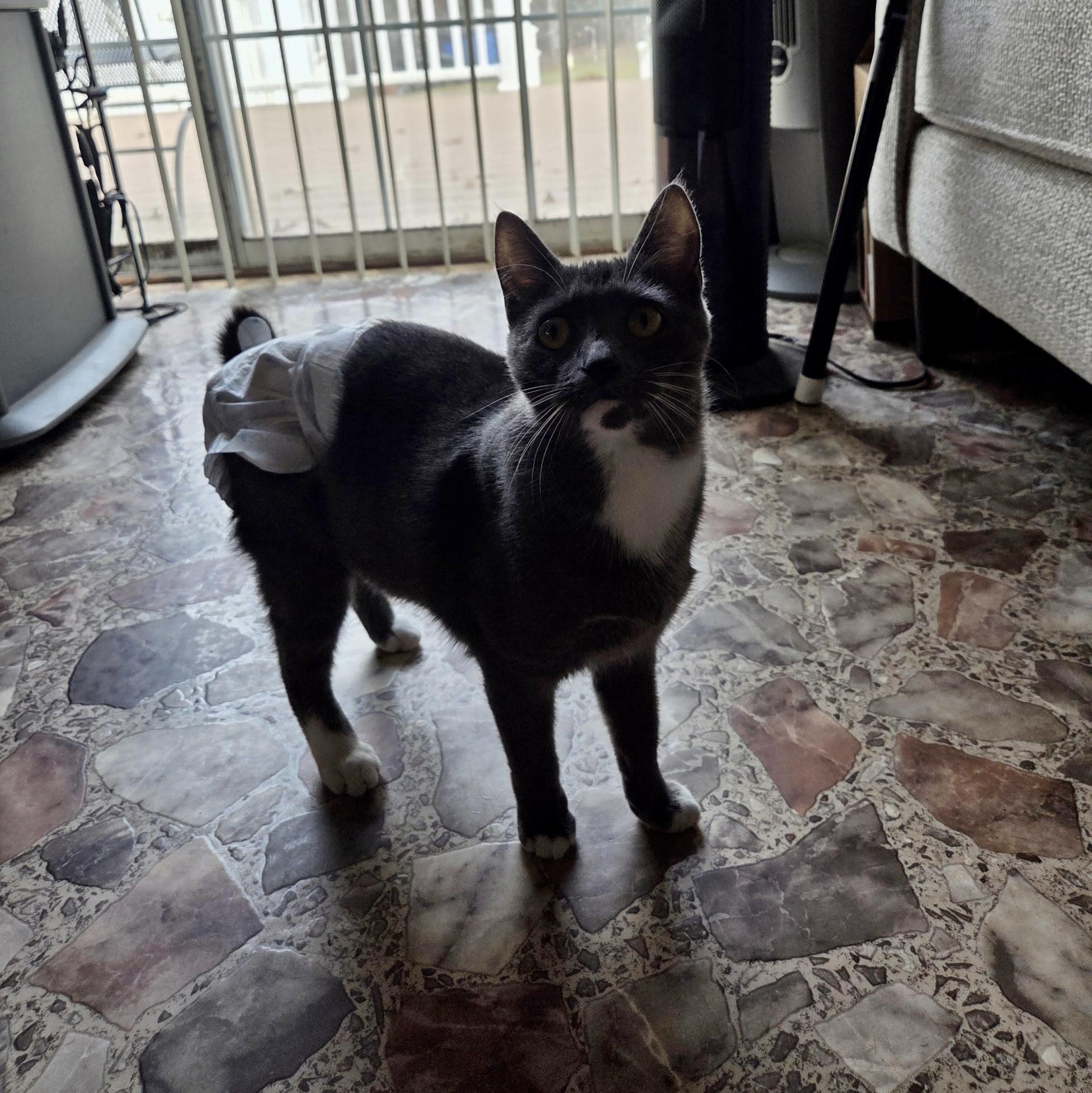 Enlarge High Wire, a Adoptable Domestic Short Hair in Richmond, VA image 4/6