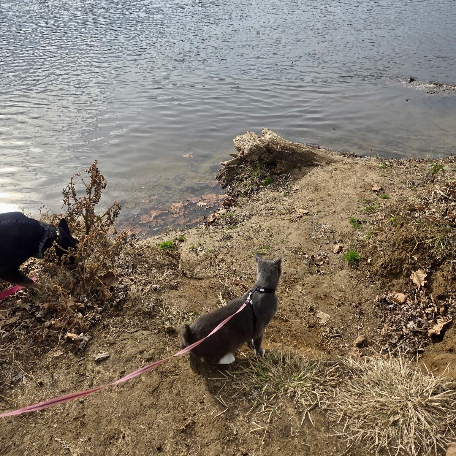 Enlarge High Wire, a Adoptable Domestic Short Hair in Richmond, VA image 3/6