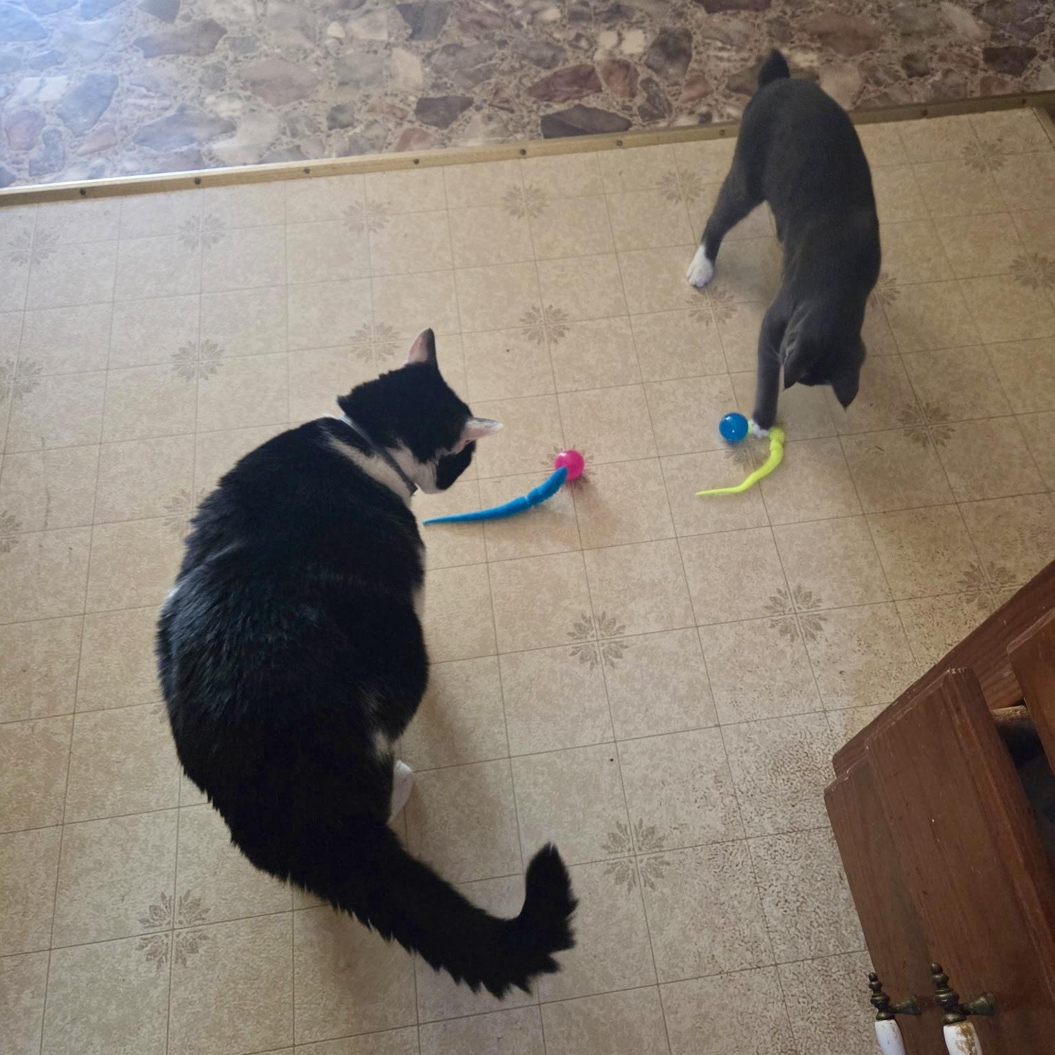 Enlarge High Wire, a Adoptable Domestic Short Hair in Richmond, VA image 5/6