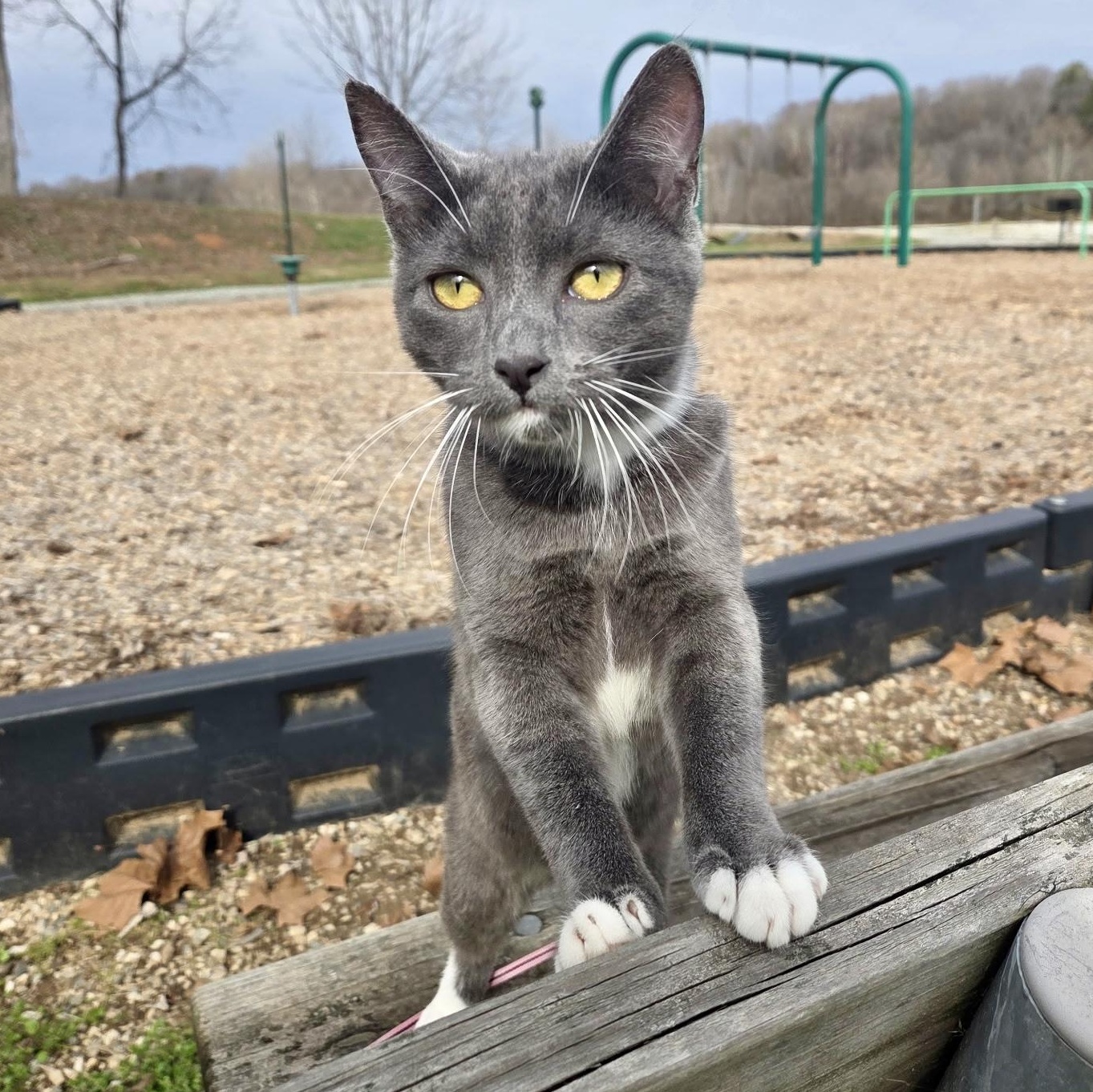 High Wire, Adoptable, Kitten Female Domestic Short Hair.