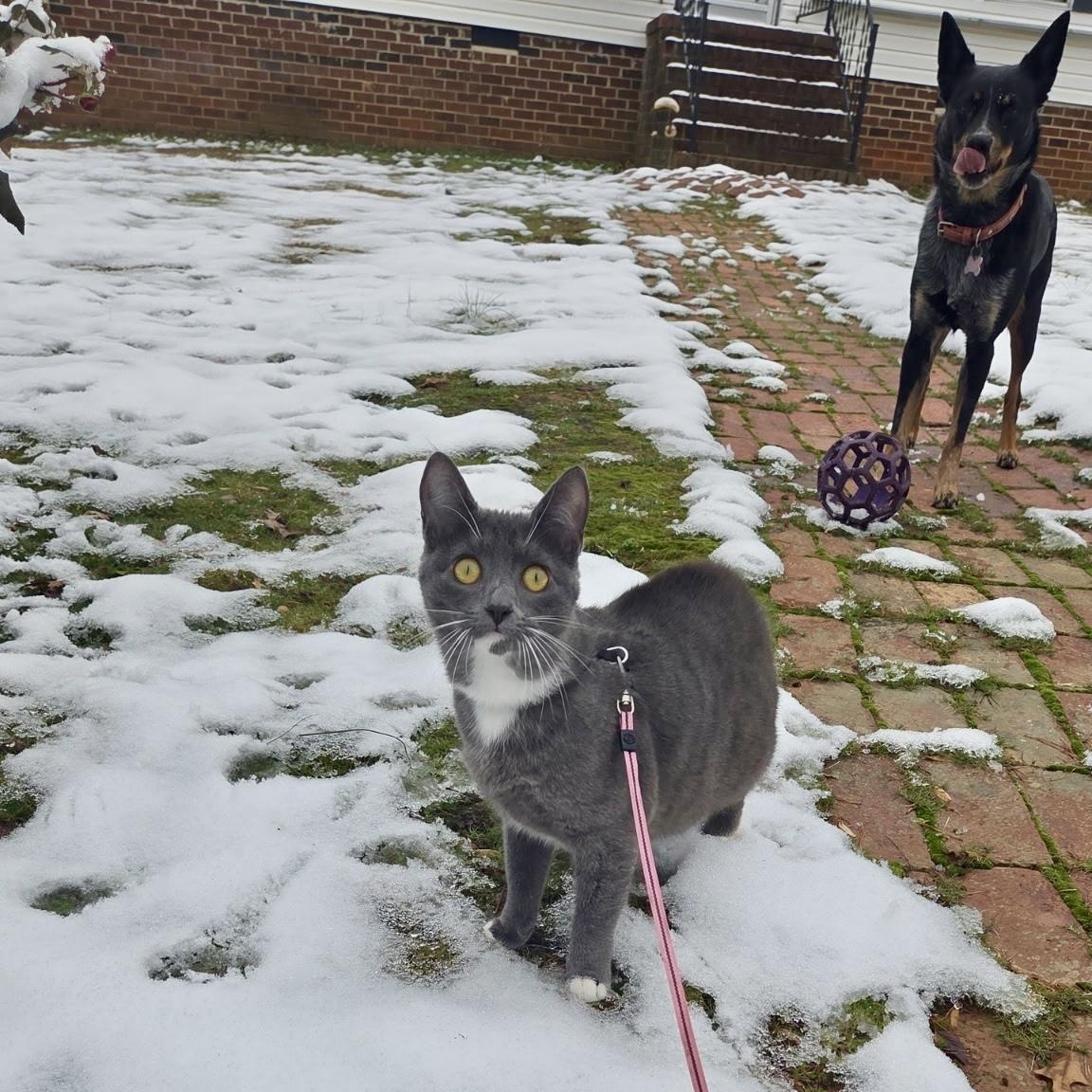Enlarge High Wire, a Adoptable Domestic Short Hair in Richmond, VA image 6/6