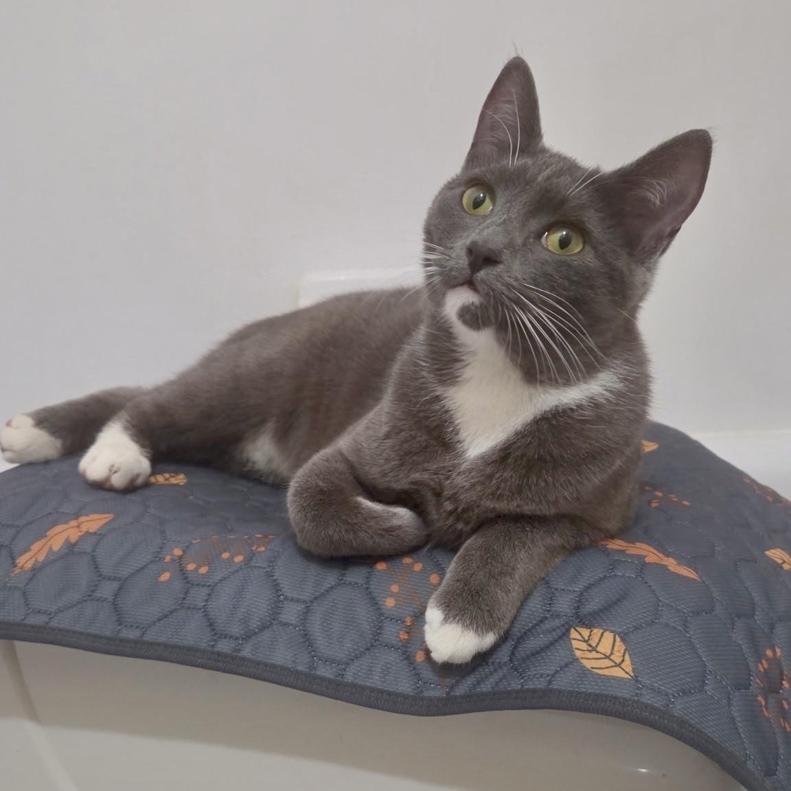 Enlarge High Wire, a Adoptable Domestic Short Hair in Richmond, VA image 2/6