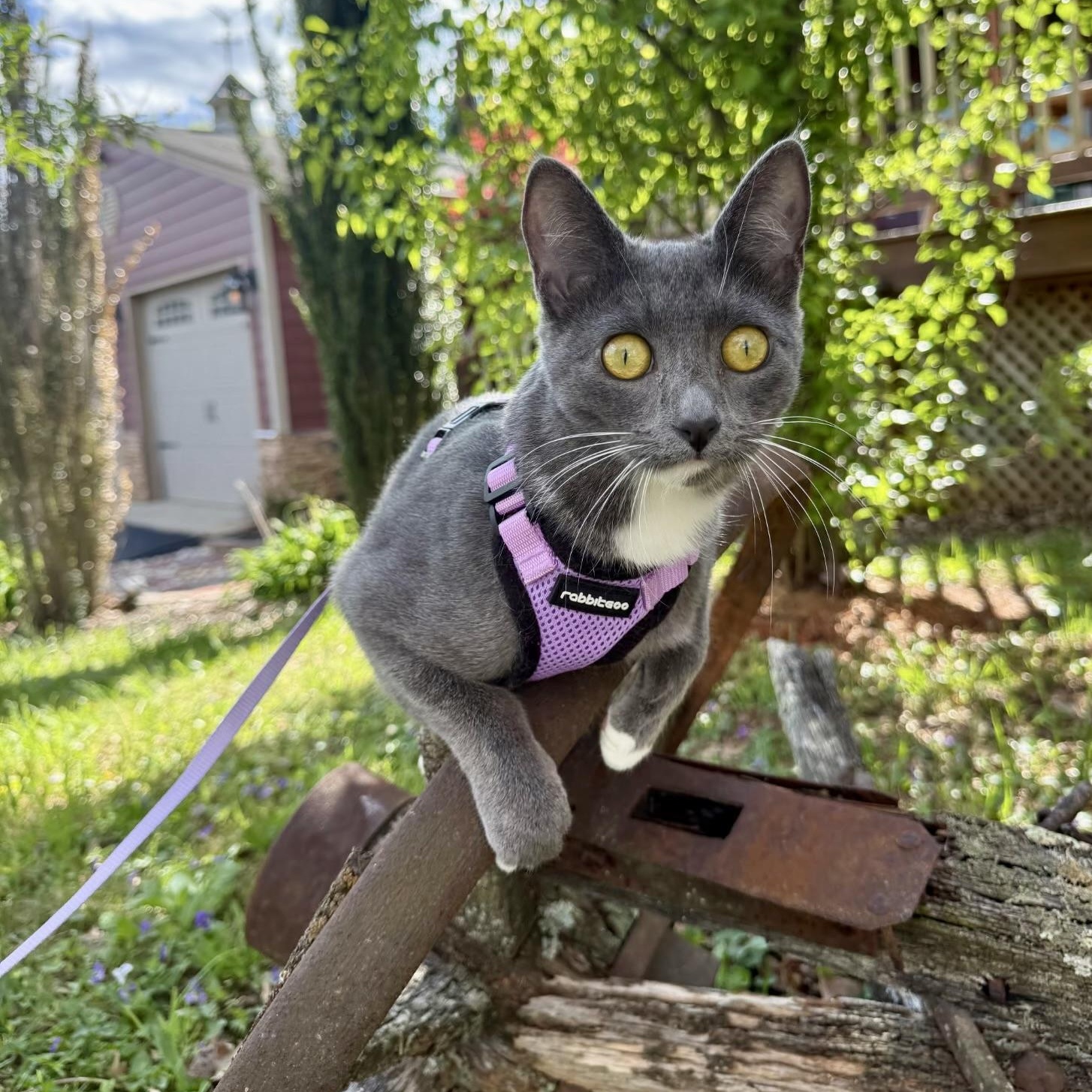 High Wire, a Adoptable Domestic Short Hair in Richmond, VA image 1/6