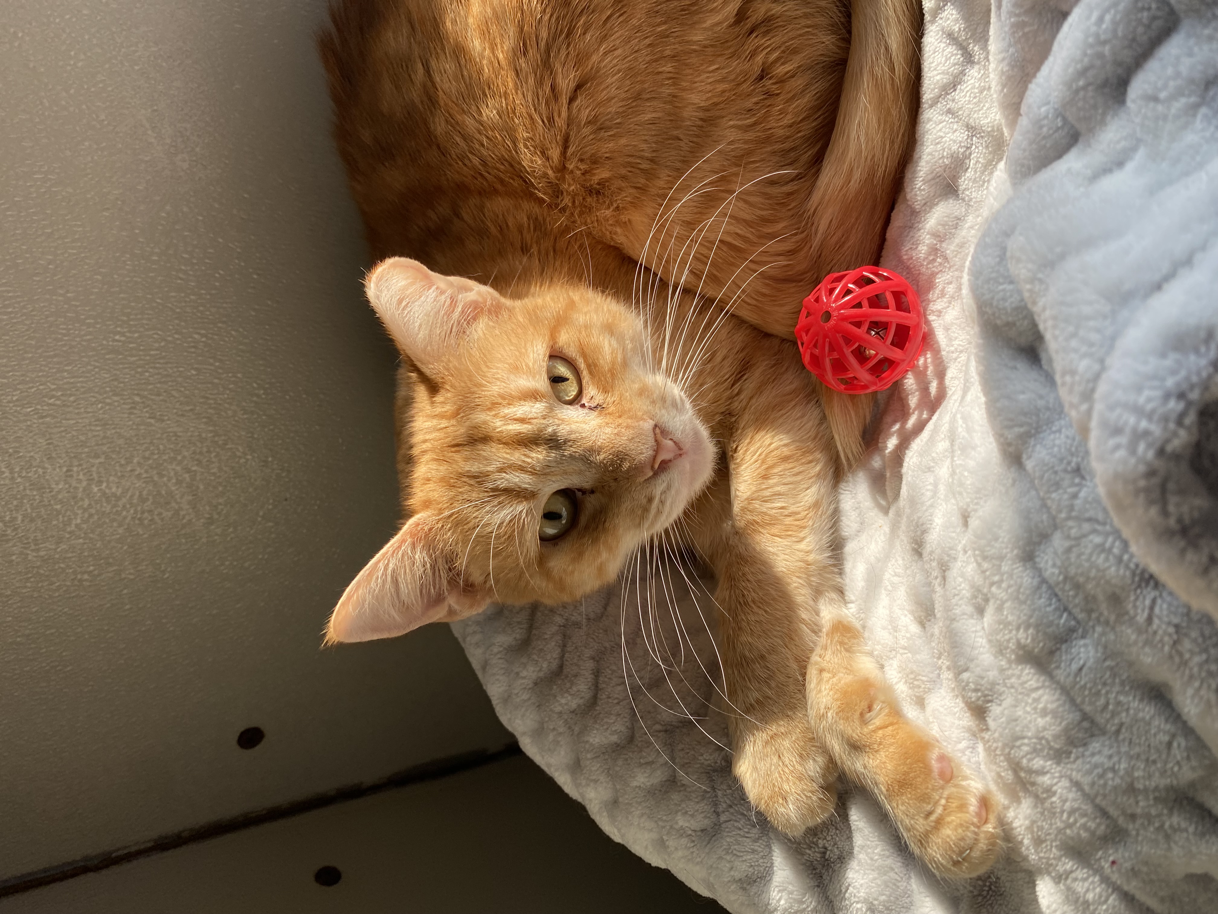 Goldfish, Adoptable, Adult Male Domestic Long Hair.