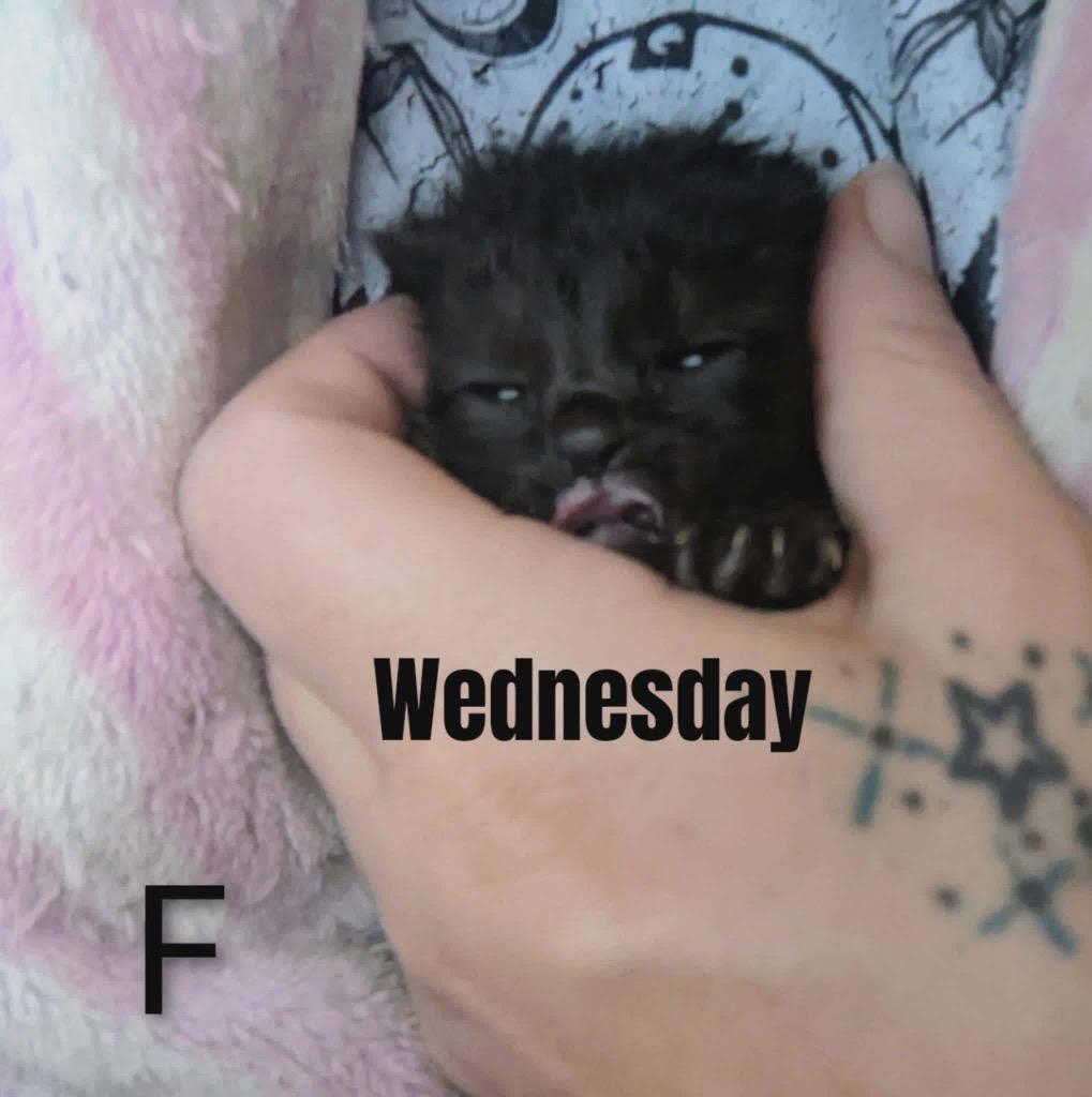 Wednesday, Adoptable, Kitten Female Domestic Short Hair.