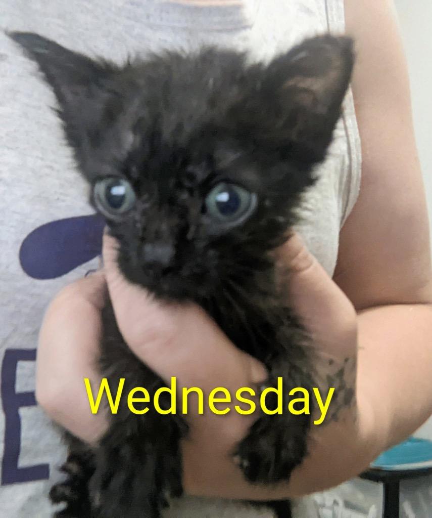 Wednesday, a Adoptable mixed breed in Ada, OK image 2/2