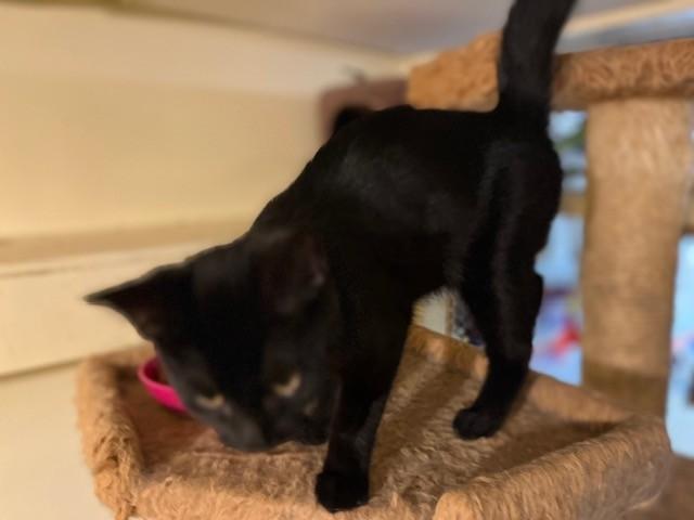 Onyx, ADOPTABLE, Young Male Domestic Short Hair.