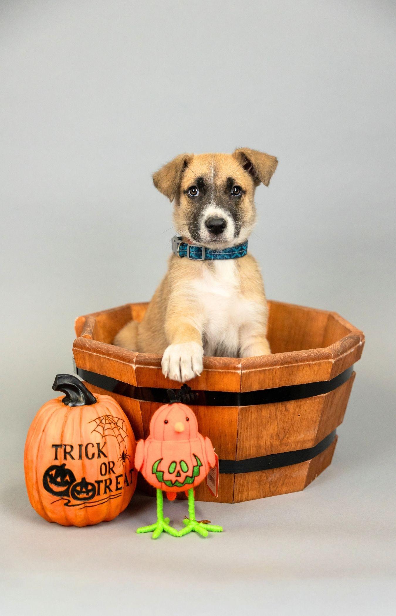 Enlarge 882-26, a Adopted mixed breed in Brighton, CO image 1/1