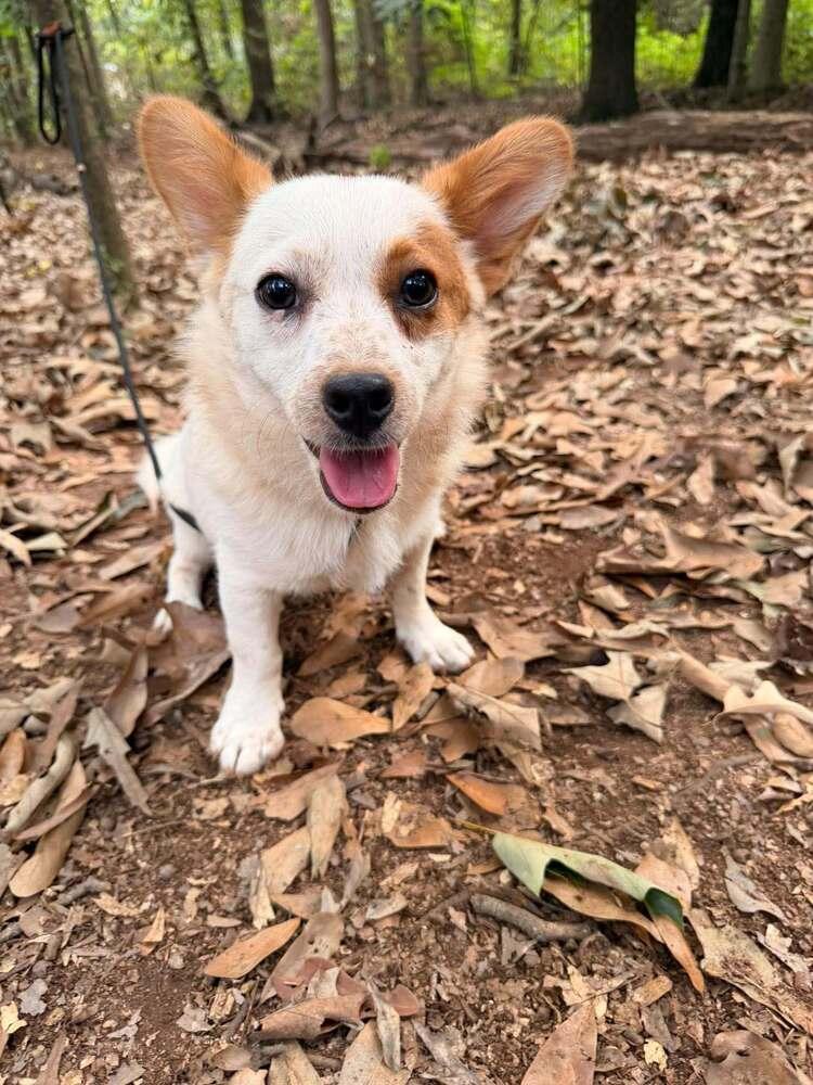 Dewey, Adoptable, Young Male Mixed Breed.