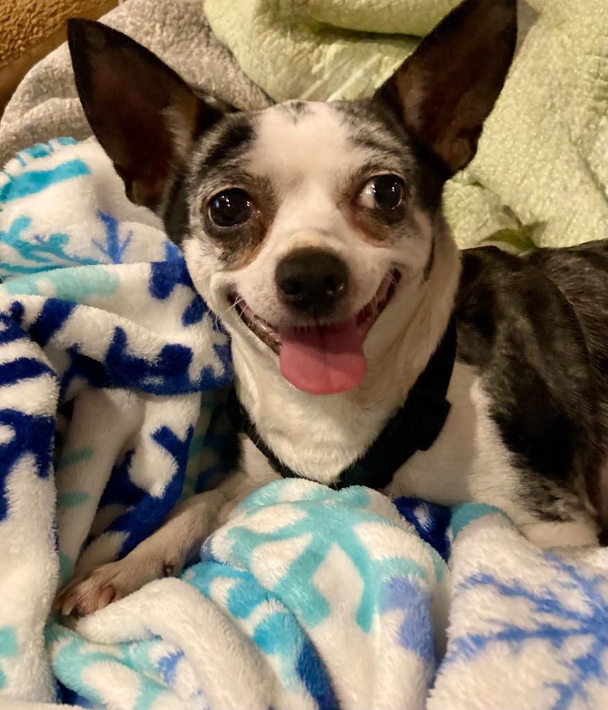 Enlarge Ruby Sue, a Adoptable Chihuahua in College Station, TX image 1/6