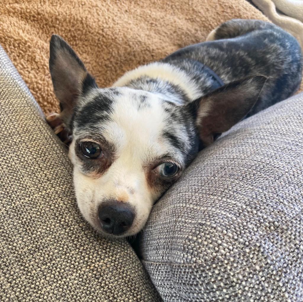 Enlarge Ruby Sue, a Adoptable Chihuahua in College Station, TX image 2/6