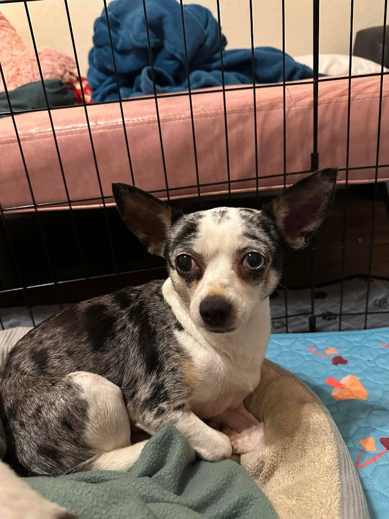 Enlarge Ruby Sue, a Adoptable Chihuahua in College Station, TX image 3/6