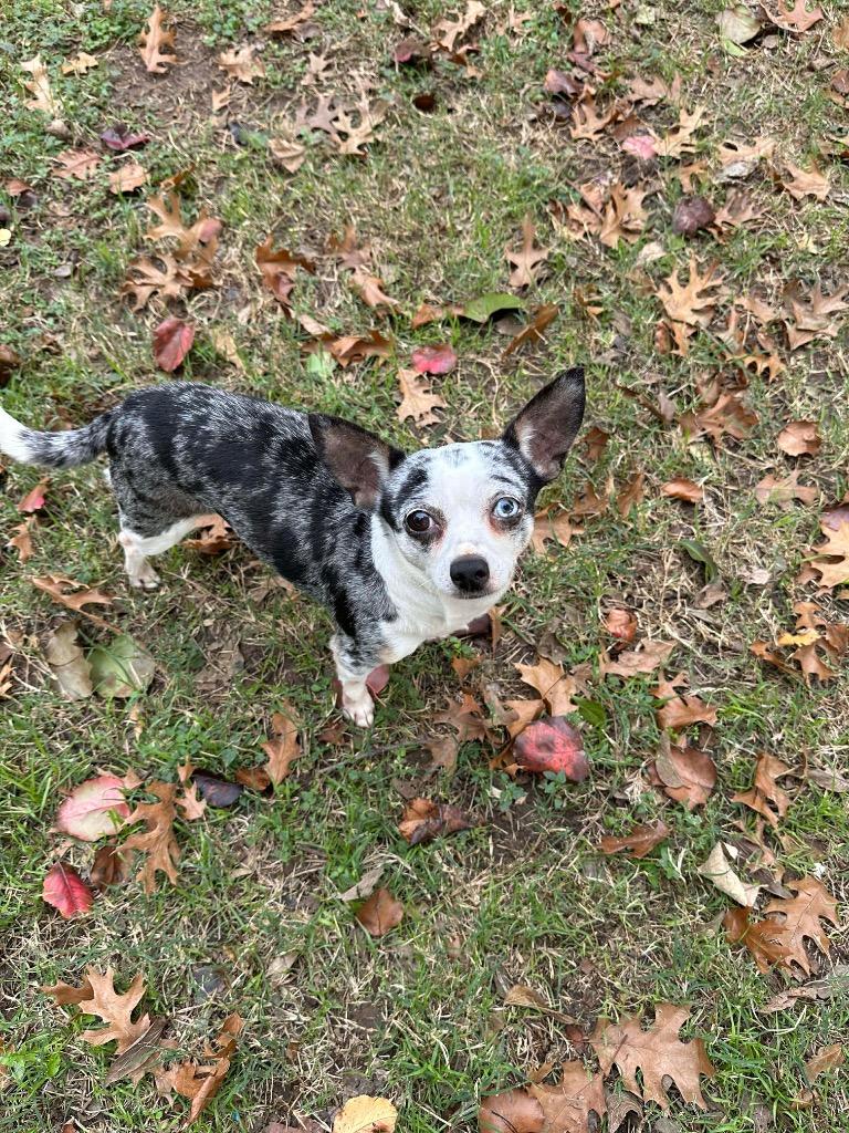 Enlarge Ruby Sue, a Adoptable Chihuahua in College Station, TX image 4/6