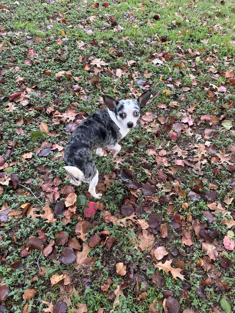 Enlarge Ruby Sue, a Adoptable Chihuahua in College Station, TX image 5/6