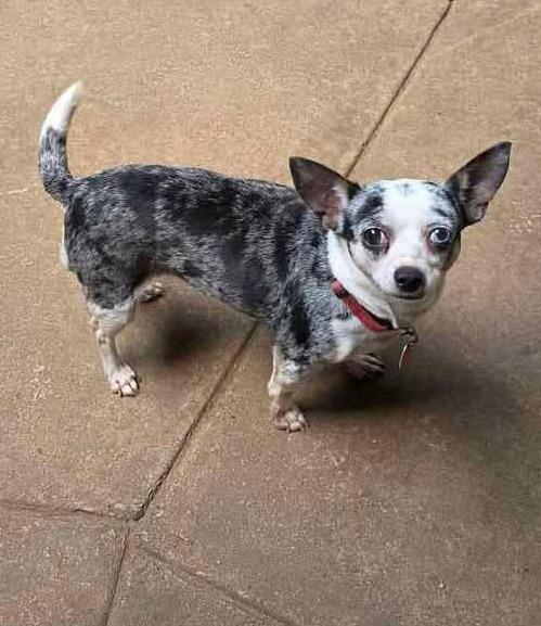 Enlarge Ruby Sue, a Adoptable Chihuahua in College Station, TX image 6/6