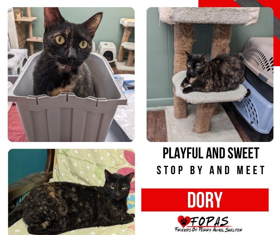 Enlarge Dory, a Adoptable American Shorthair in Perry, GA image 1/1