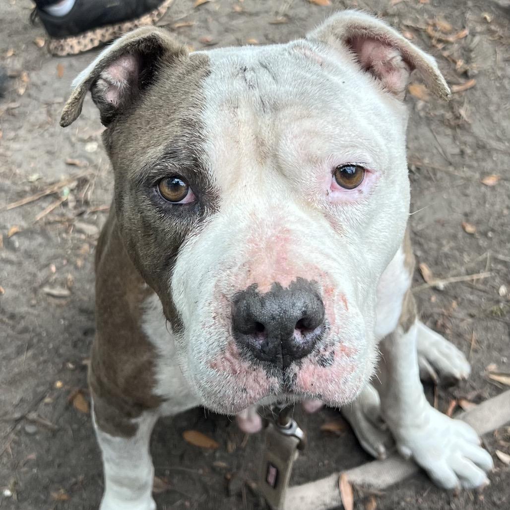 Happy, Adoptable, Adult Female Mixed Breed.