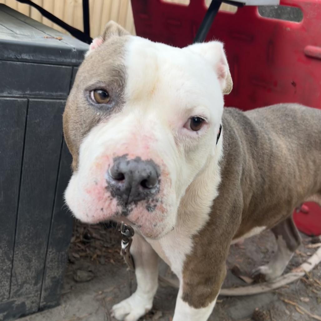 Enlarge Happy, a Adoptable Mixed Breed in Summerville, SC image 2/5