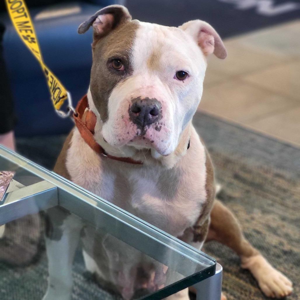 Enlarge Happy, a Adoptable Mixed Breed in Summerville, SC image 3/5