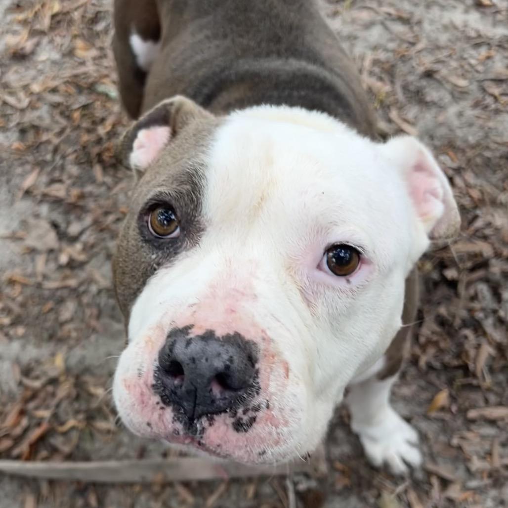 Enlarge Happy, a Adoptable Mixed Breed in Summerville, SC image 4/5