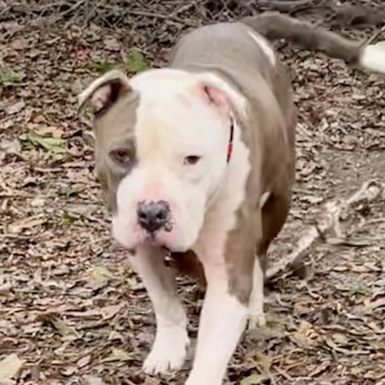 Enlarge Happy, a Adoptable Mixed Breed in Summerville, SC image 5/5