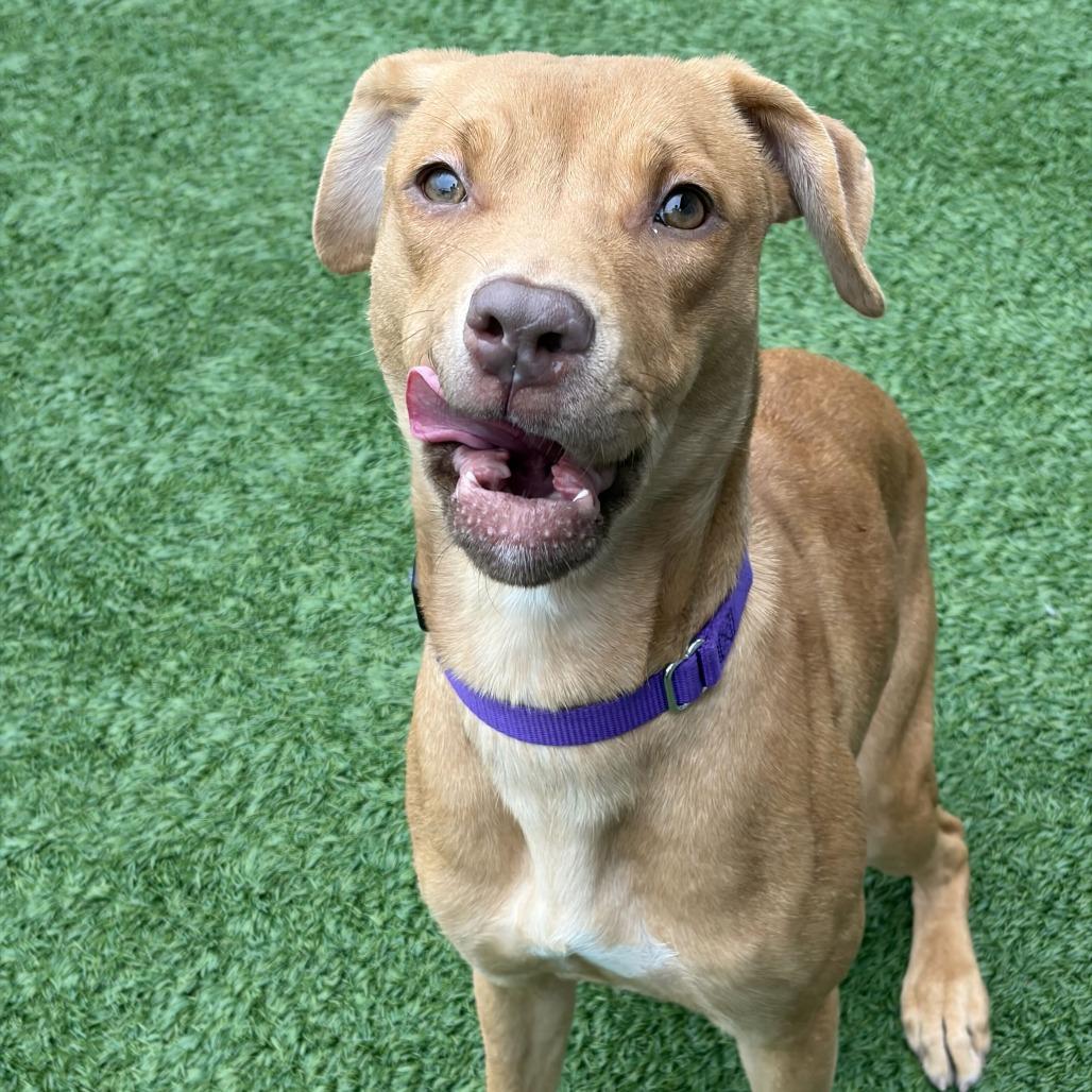 Sally, Adoptable, Young Female Pit Bull Terrier & Mixed Breed.